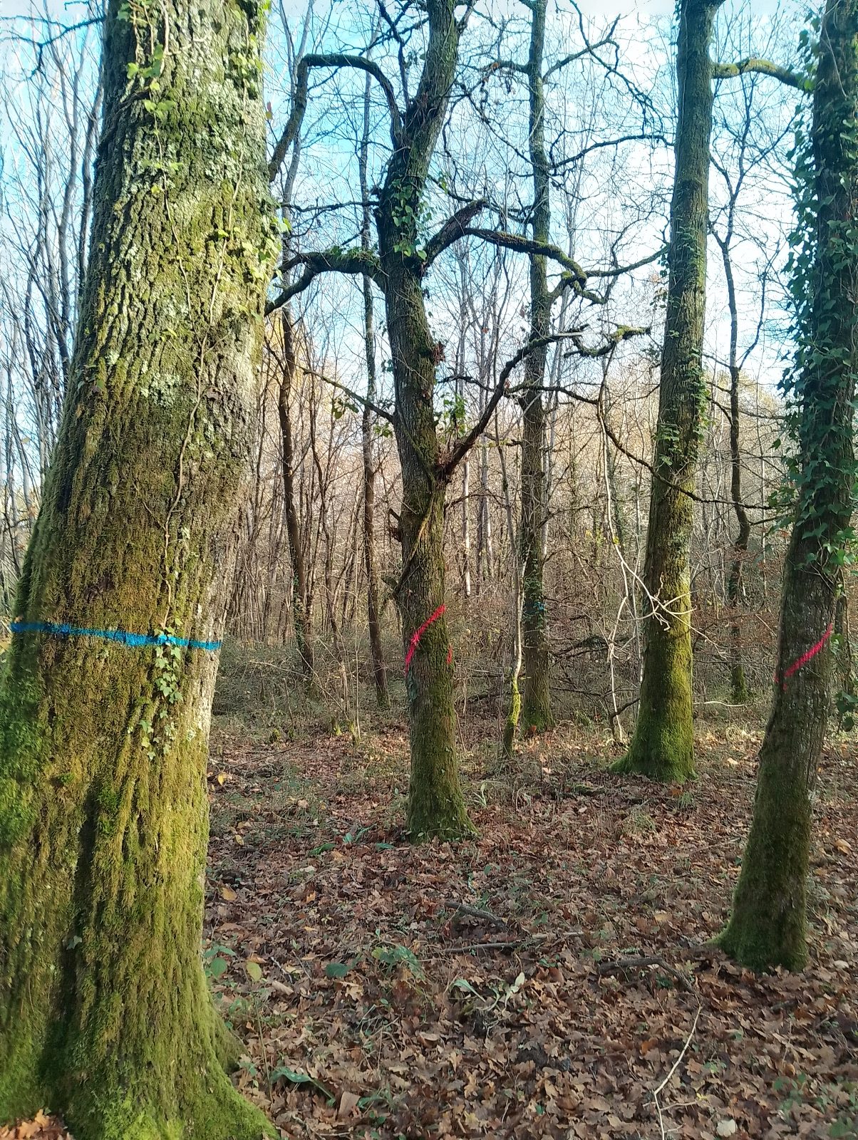 Martelage ; coupe jardinatoire ; marquage ; éclaircie