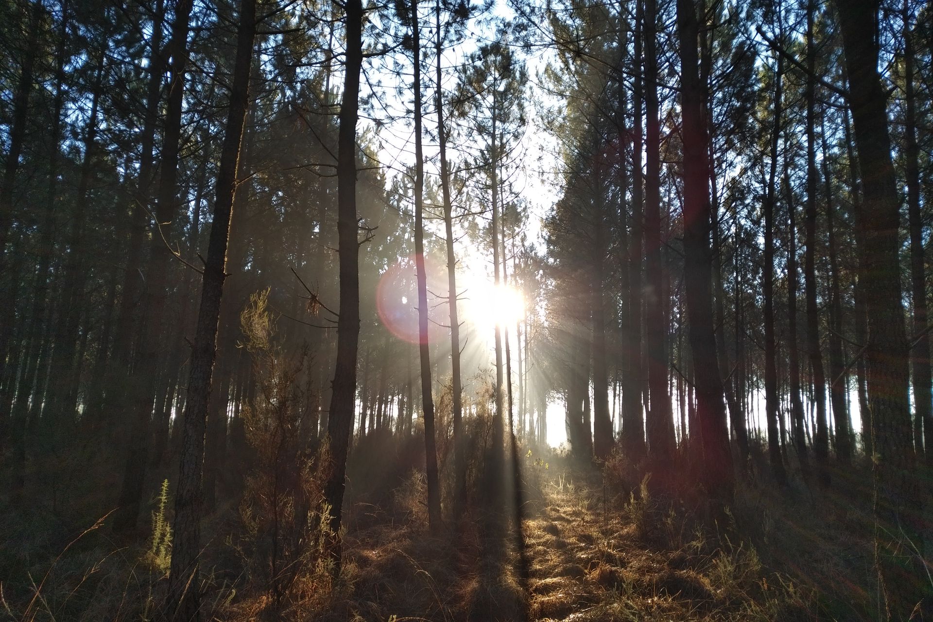 exploitation forestière